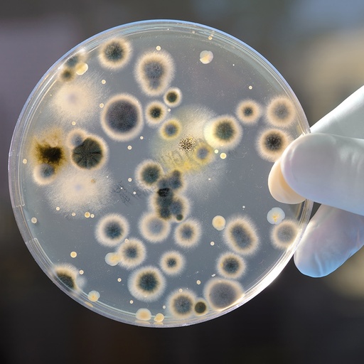 [WEB-Teneur-polluants-microbiologiques] Microbiological Contaminant Content
